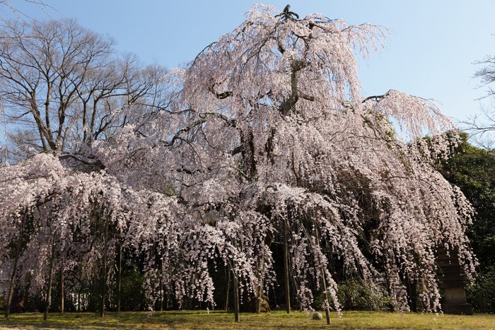 Weeping cherry tree in bloom