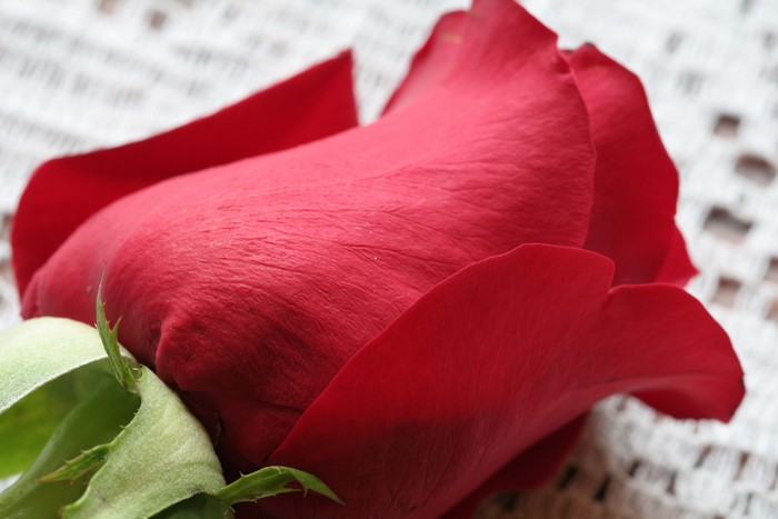 Red Rose Closeup