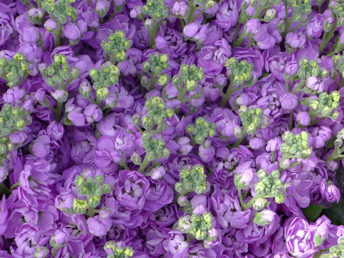 Purple Matthiola flowers in close-up
