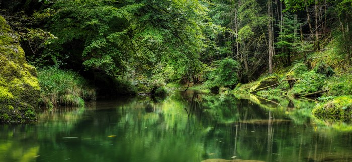 Gorges de l'Orbe Switzerland Forest River Moss