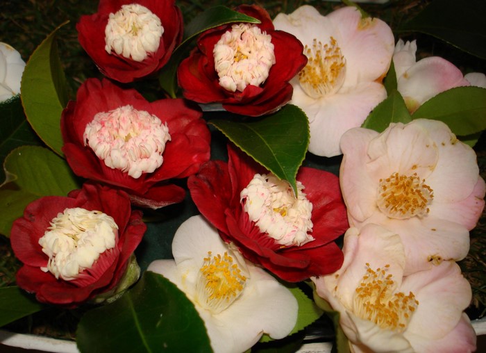 Red and white camellia flowers