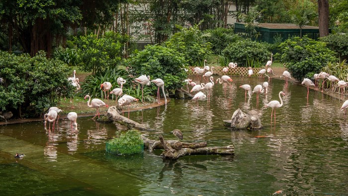 Flamingos in a pond at Kowloon Park, Hong Kong