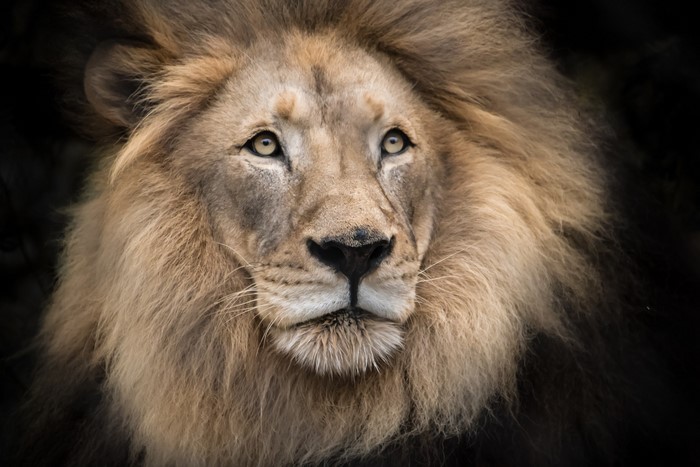 Close-up of a male lion's face