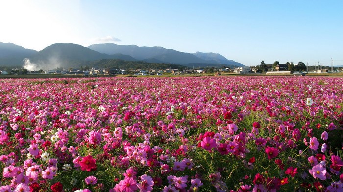 Field of Pink Cosmos Flowers with Mountains in Background