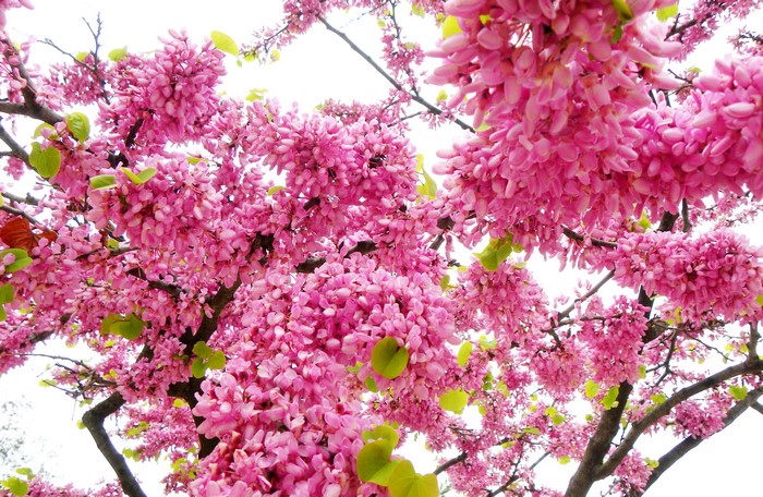 Pink flowering tree branches with green leaves