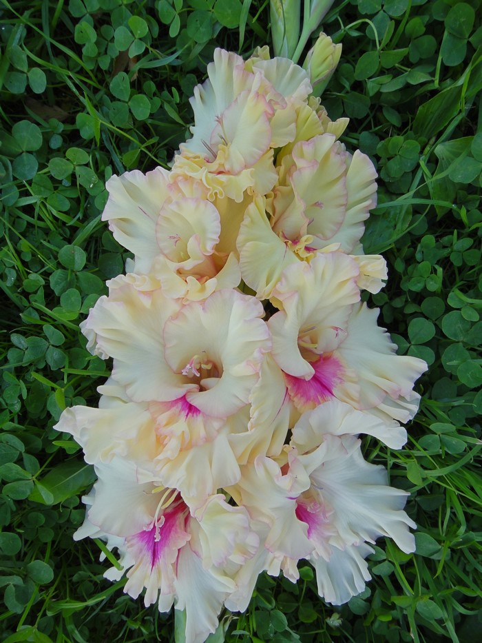 Cream and pink gladiolus flowers on grass