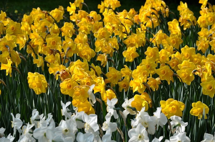 Field of Yellow and White Daffodils