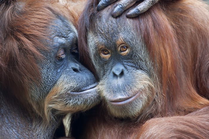 Two Orangutans Close Together