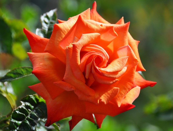 Close-up of an orange rose in bloom