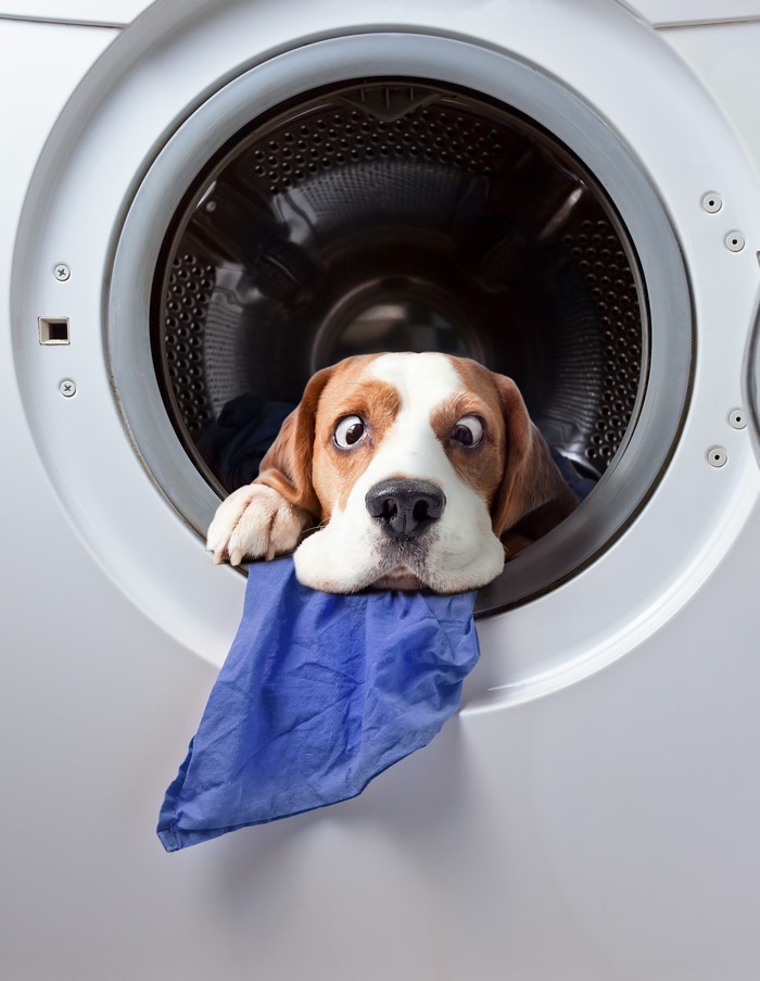 Beagle dog peeking out of a washing machine with laundry