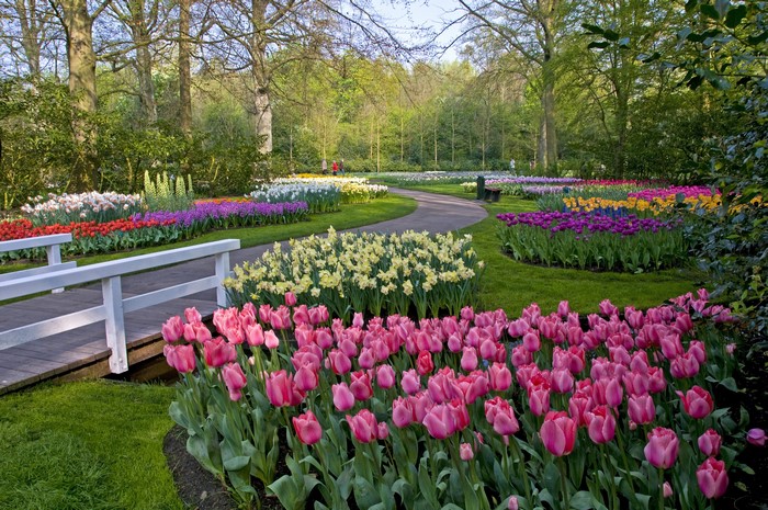 Keukenhof Gardens with Tulips and Daffodils in Spring