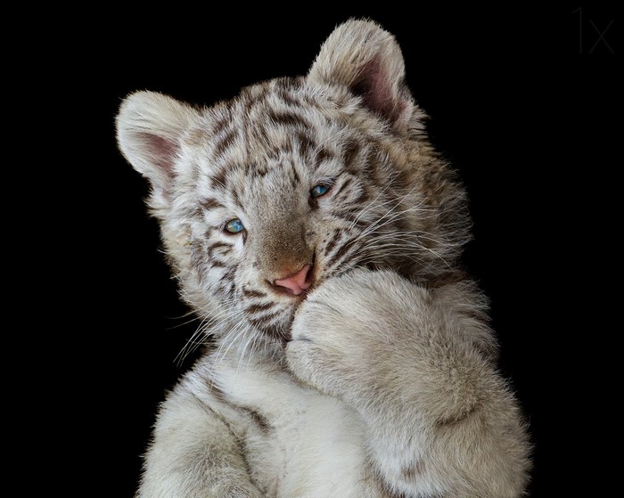 White tiger cub with blue eyes on black background