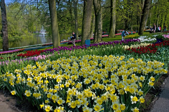 Keukenhof Gardens with Daffodils and Tulips
