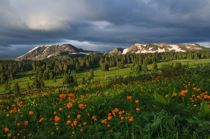 Orange flowers in front of Altai Mountains, Russia