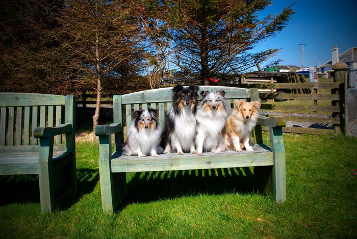 Four Sheltie dogs sitting on a wooden bench