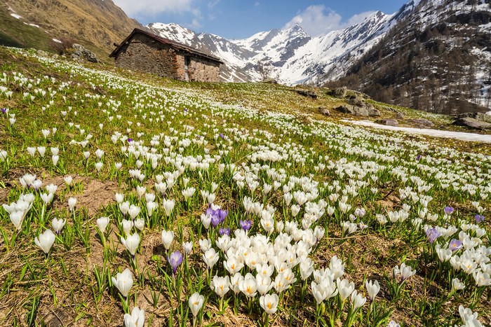 Spring Crocuses in the Italian Alps near a stone hut