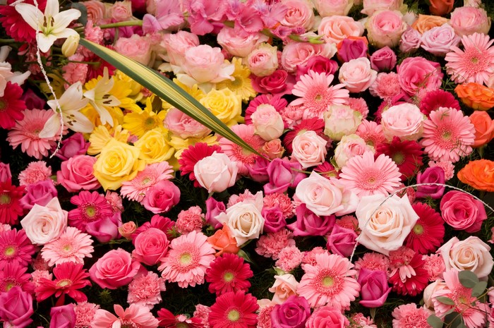 A vibrant arrangement of pink, yellow, and white flowers