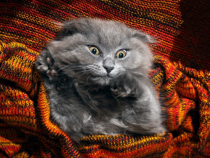 Grey Scottish Fold kitten peeking from a blanket