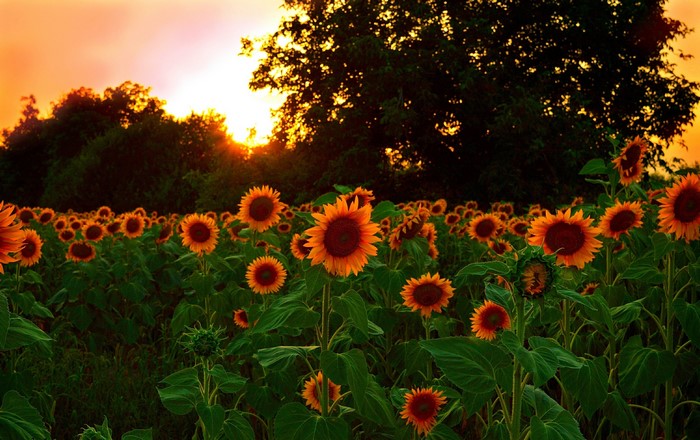 Field of Sunflowers at Sunset