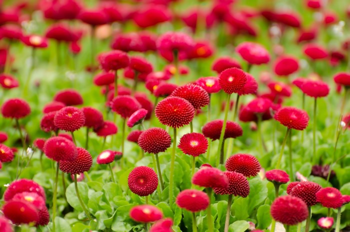 Red Bellis Flowers in Bloom