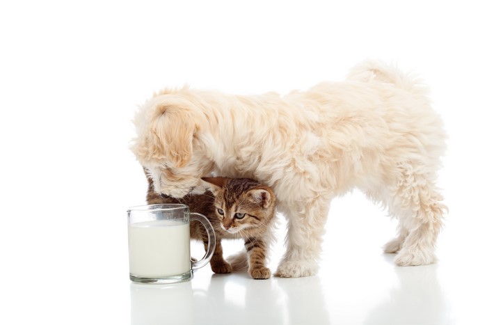Puppy and Kitten with a Cup of Milk