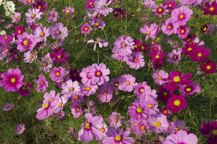 Pink and magenta cosmos flowers in a field