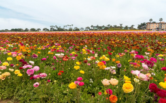 Field of colorful Ranunculus flowers