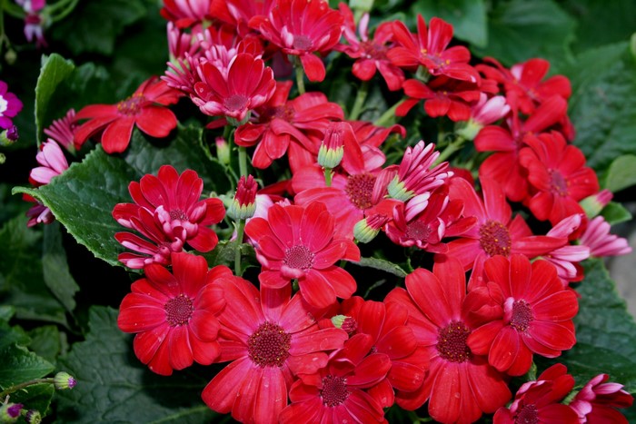 Red Geranium Flowers Closeup