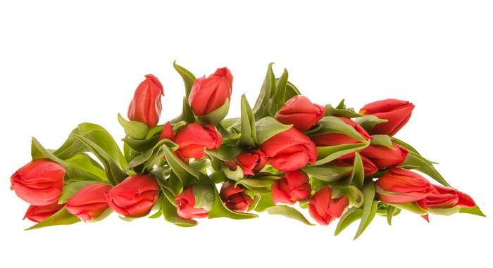 Red tulips on a white background