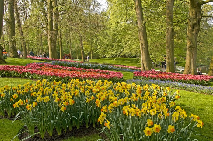 Keukenhof Gardens with Daffodils and Tulips, Netherlands
