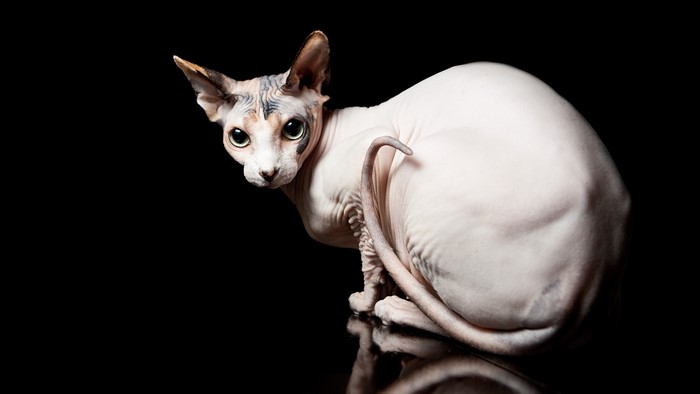 4K Sphynx cat on black background