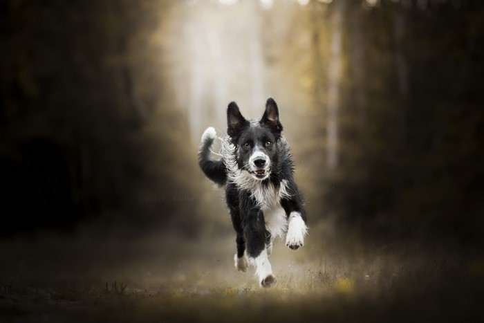 Border Collie running in a forest