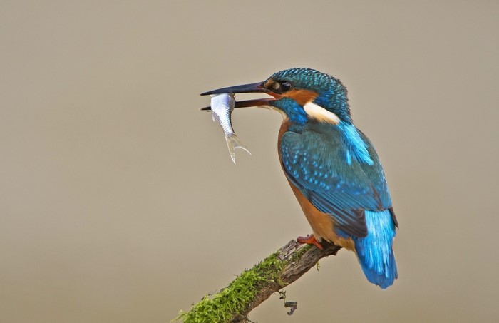 Common Kingfisher with a Fish Perched on a Mossy Branch