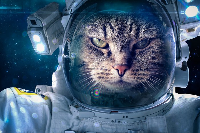 Cat in astronaut suit in space