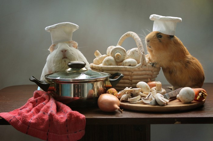 Two guinea pigs in chef hats with mushrooms and onions
