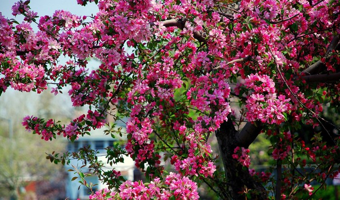 Pink flowering tree branches in spring