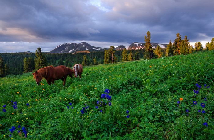 Horses grazing in a mountain meadow in Russia