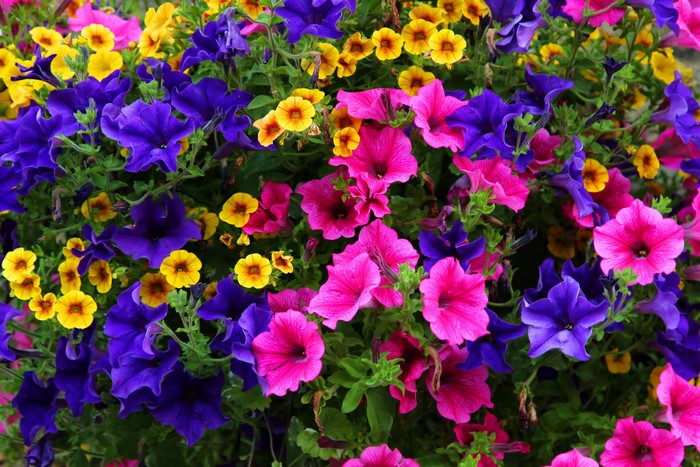 Multicolor Petunias in a Garden