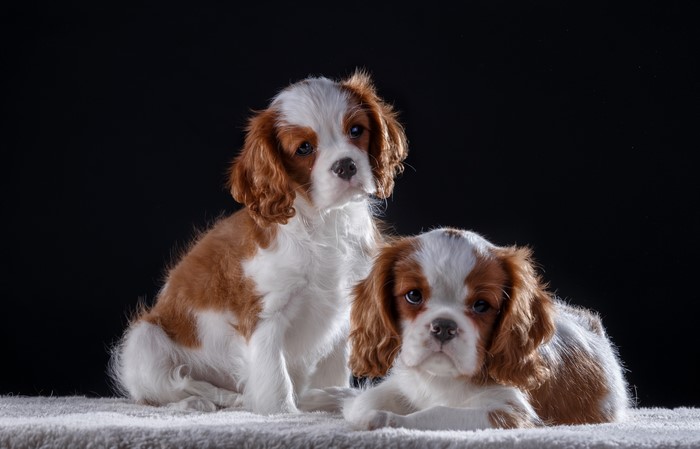 Two King Charles Spaniel Puppies