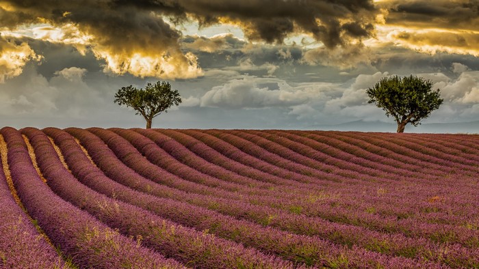 Lavender field with trees under stormy clouds