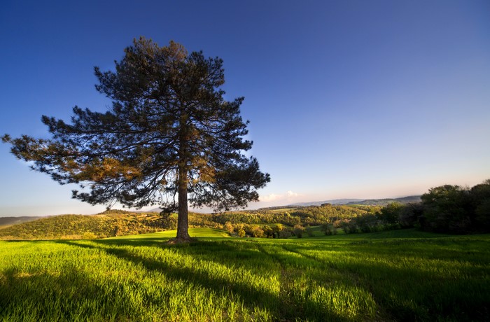 Lone tree in rolling green hills of Umbria, Italy