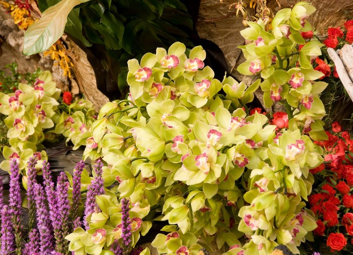 Light green orchids with pink centers and purple flowers
