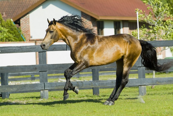 A brown horse runs in a grassy field near a fence.