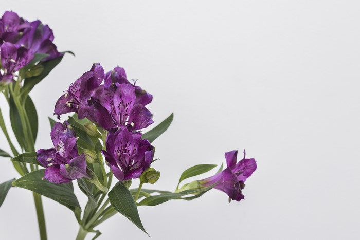 Purple Alstroemeria flowers on gray background