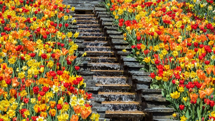4K Tulips and Daffodils on Mainau Island with Waterfall Stairs