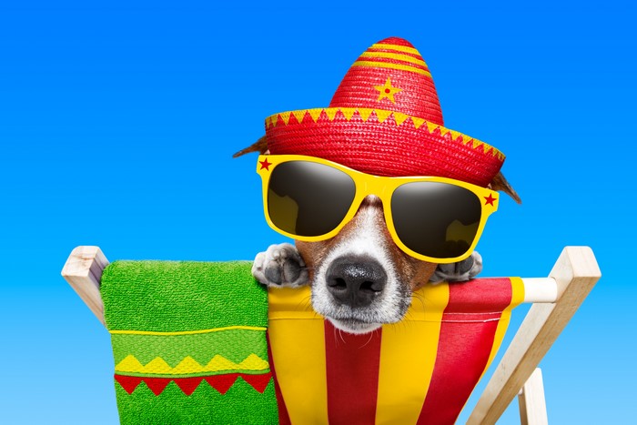 Dog wearing a sombrero and sunglasses on a beach chair