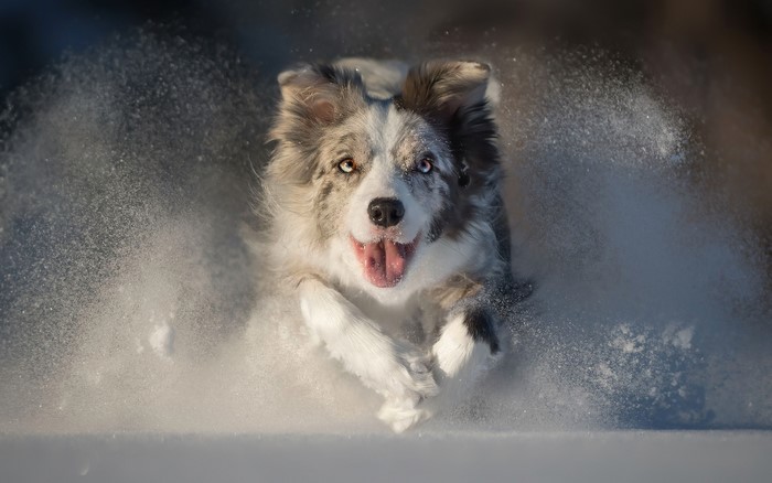 Dog running through snow