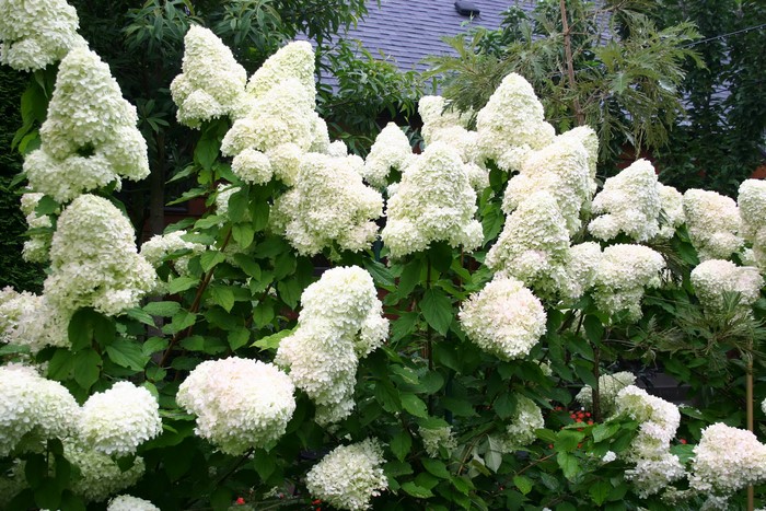 White Hydrangea flowers in a garden