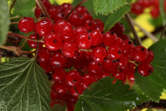Red Currants on a Branch