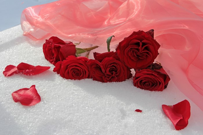 Red Roses and Petals on Snow with Pink Fabric